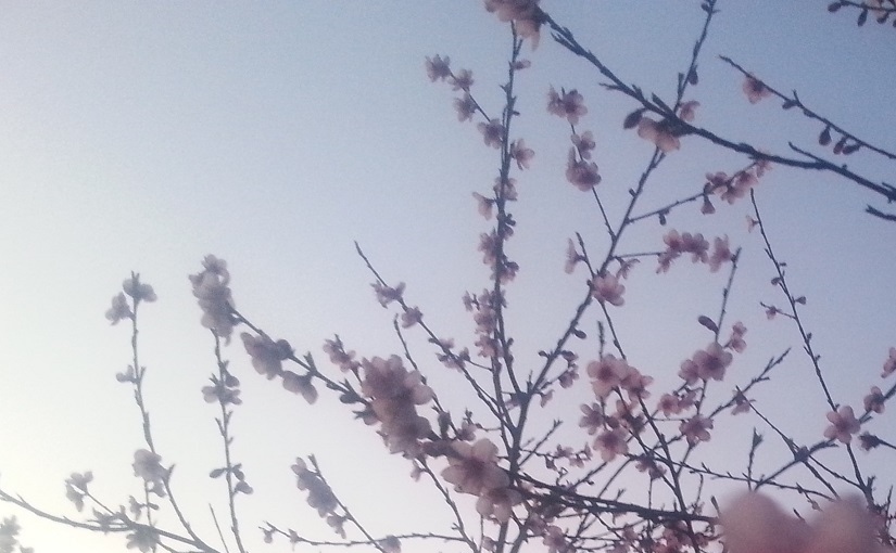 EbbSpark - Blossoms Image
