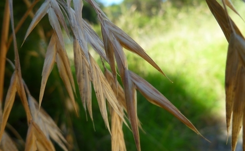 EbbSpark - Grasses Image