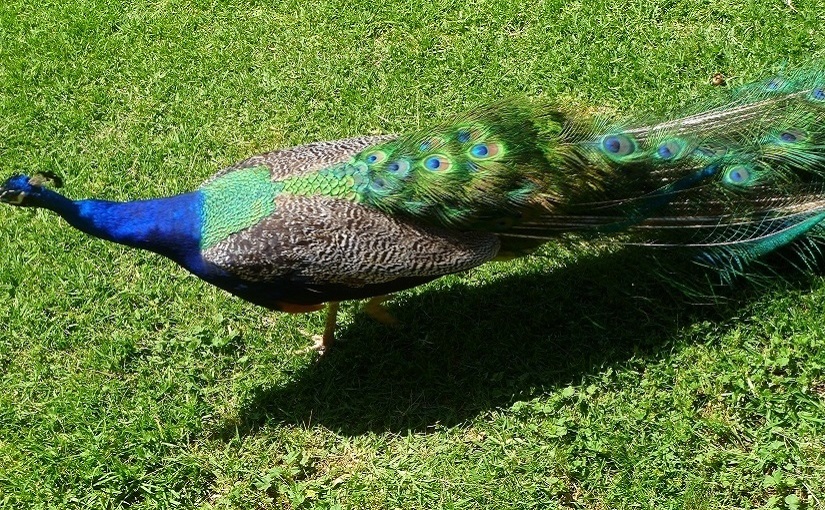 EbbSpark - Peacock Image