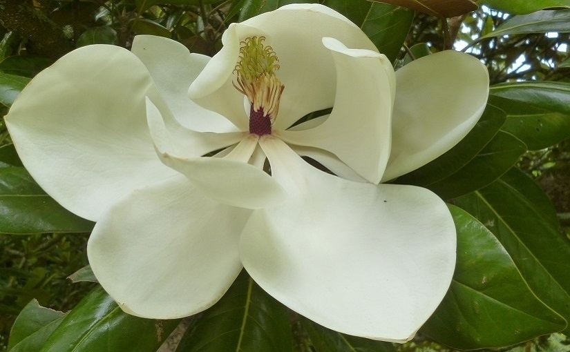 EbbSpark Magnolia image