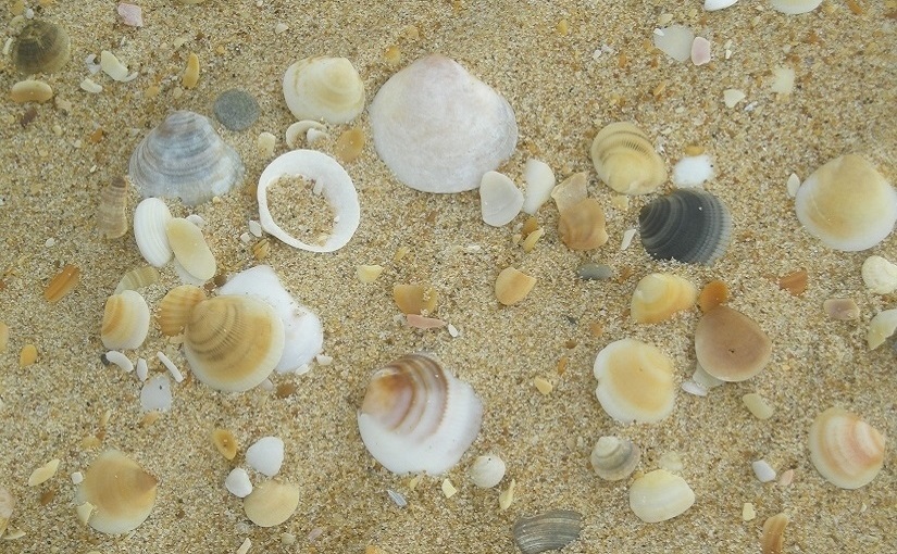 EbbSpark Seashells image