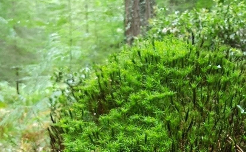 EbbSpark Mosses image