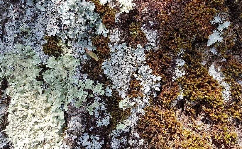 EbbSpark Lichen image