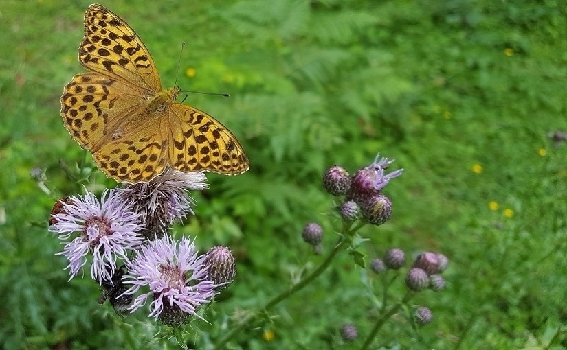 EbbSpark Pollinate image