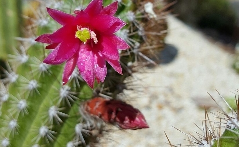EbbSpark Cactus image
