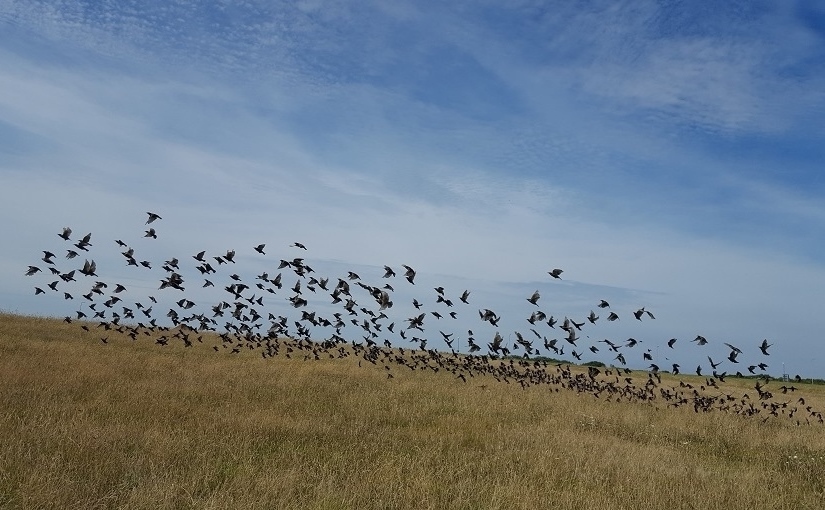 EbbSpark Starlings image