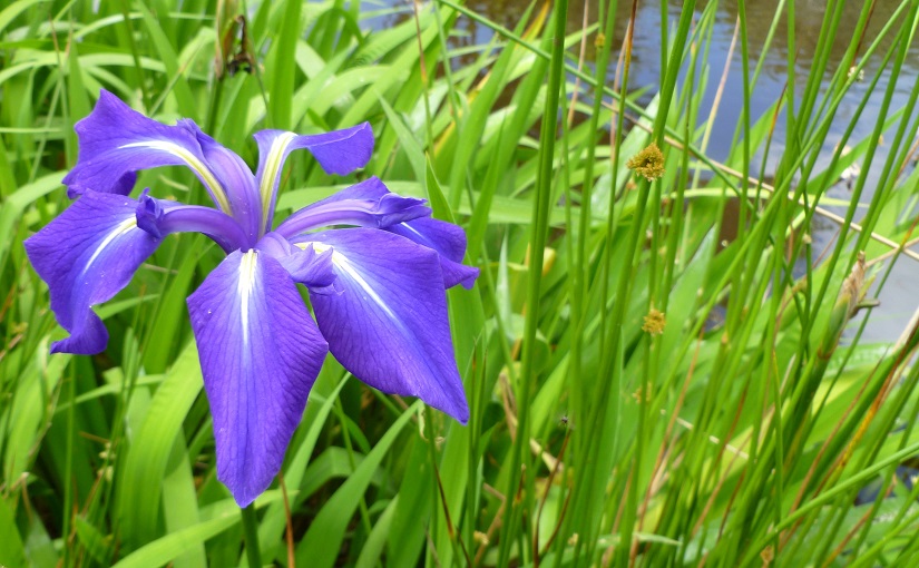 EbbSpark Iris image