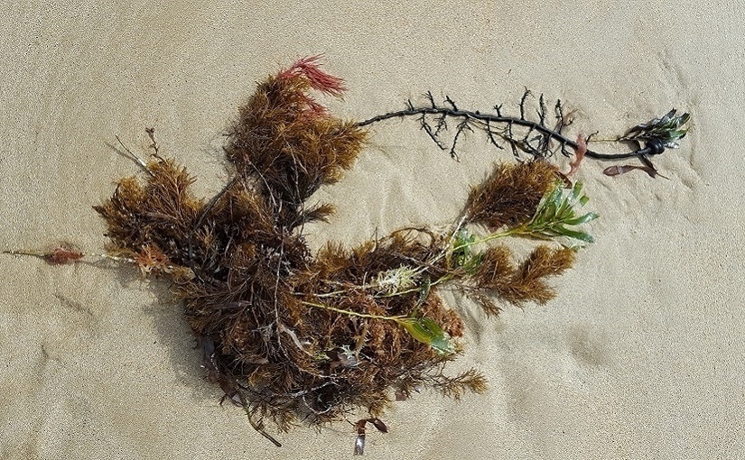 EbbSpark Drifting Seaweed image