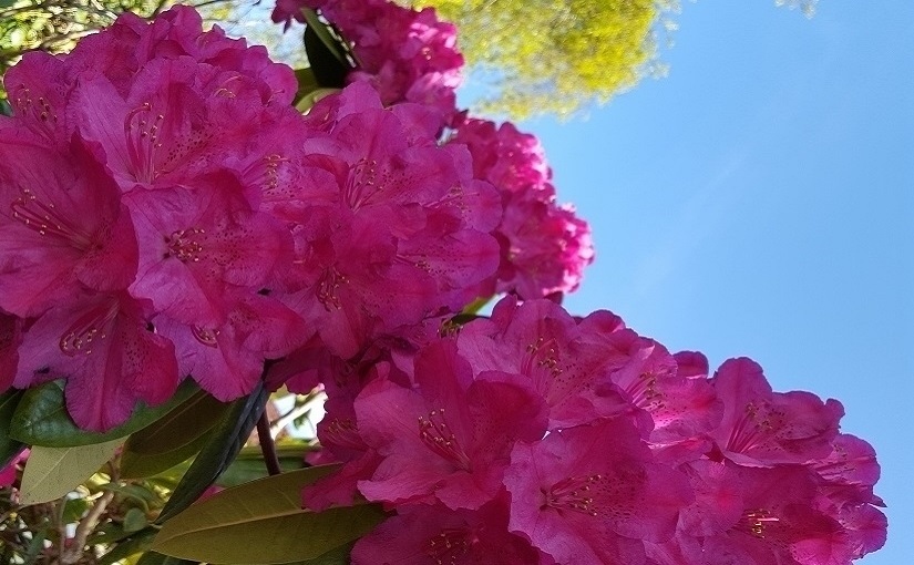 EbbSpark Rhododendron image