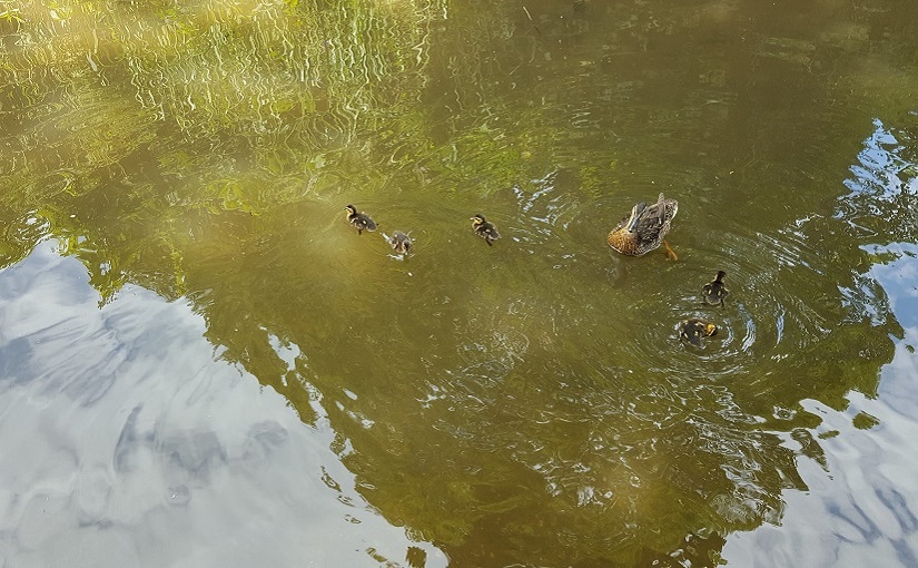 EbbSpark Ducks image