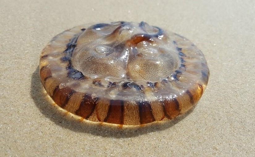 EbbSpark Jellyfish image