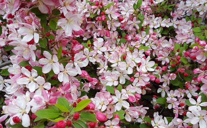 EbbSpark Blossoming image