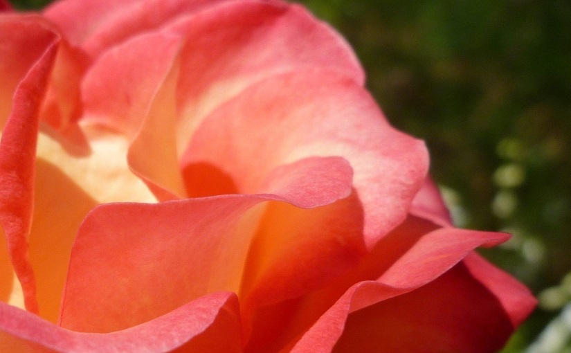 EbbSpark Rose image