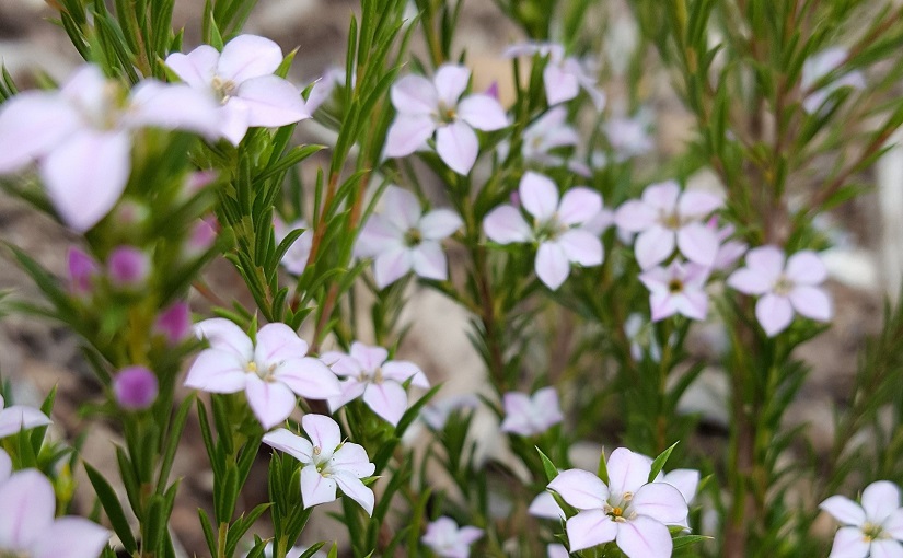 EbbSpark White Blossoms image