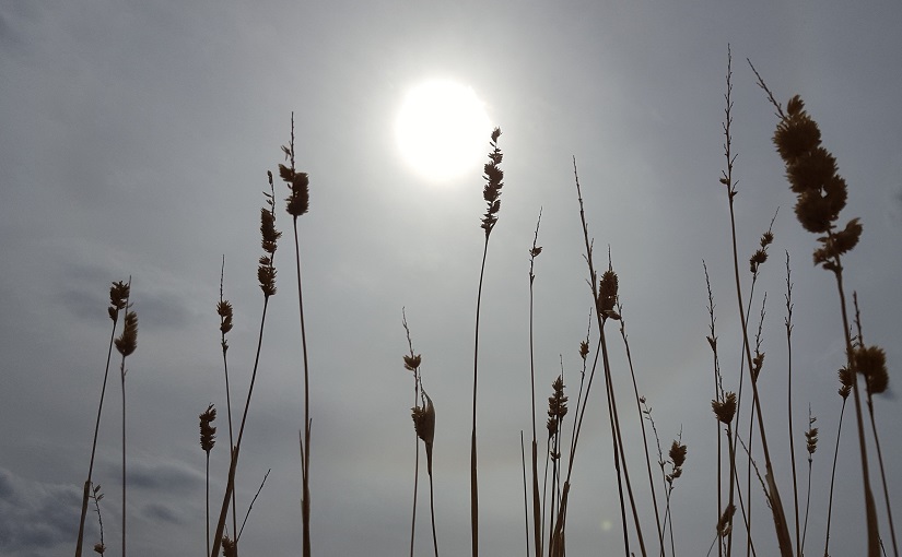 EbbSpark Harvest Sun image