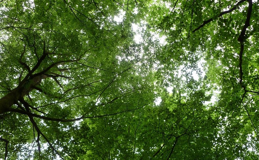 Beech tree canopy in forest