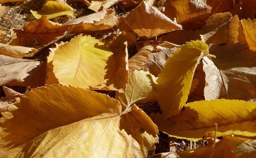 Golden autumn leaves on ground
