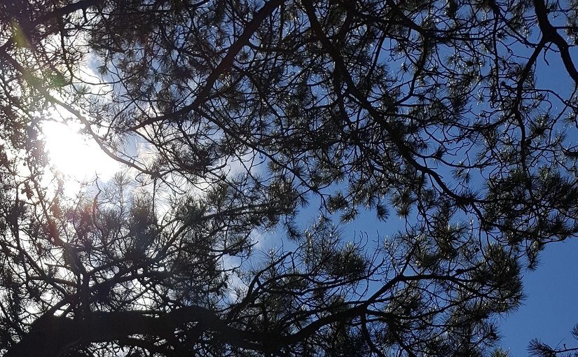 Pine tree set against the sky