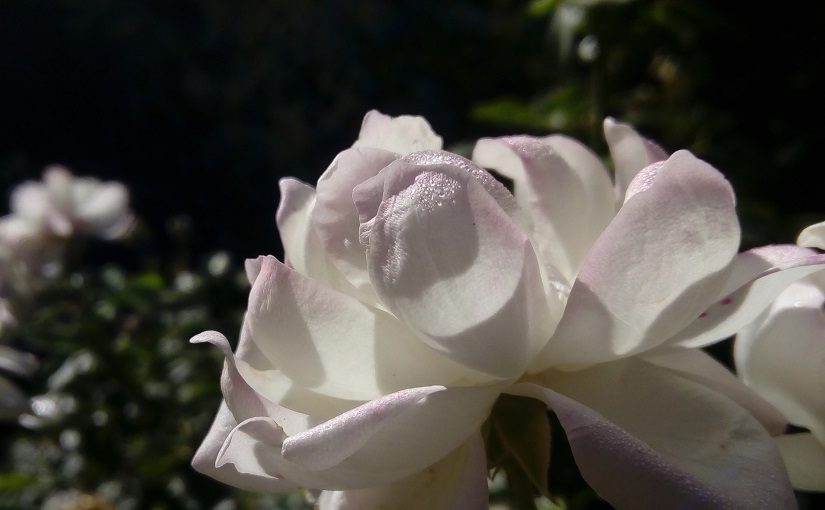 White rose with dew in morning light