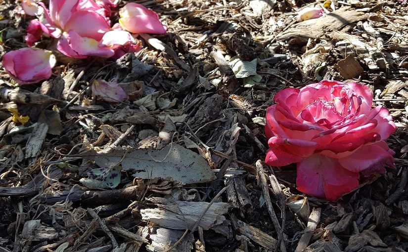 Pink rose-head on ground