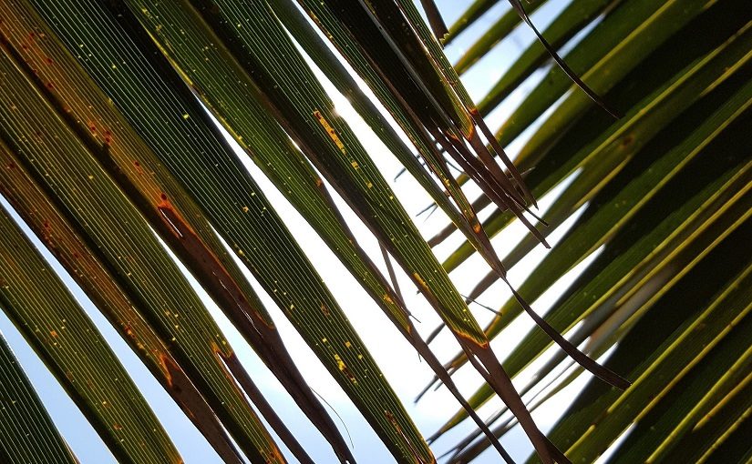 Layered Palm leaves against light blue sky