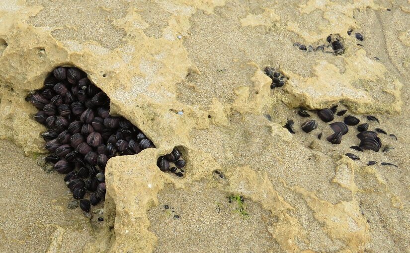 Mussels sheltering in rocks on beach