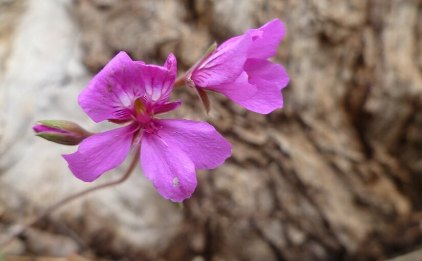 Small magenta blossoms set against tree trunk