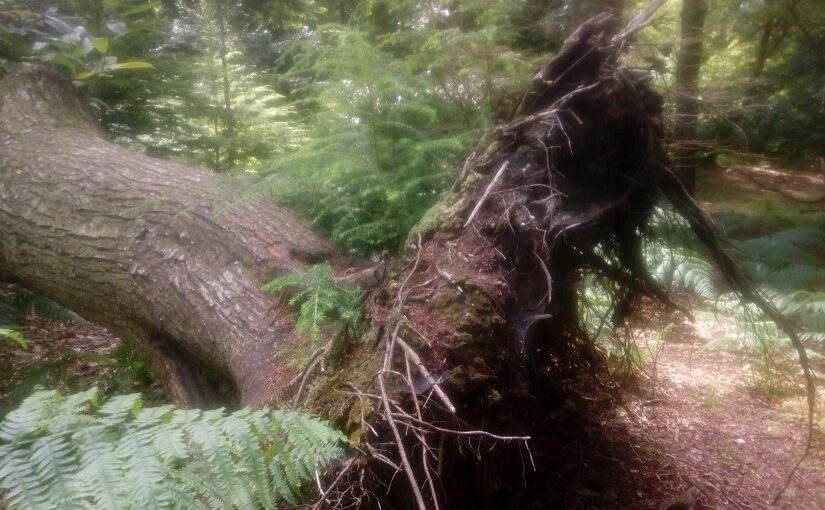 Roots of an established, uprooted tree