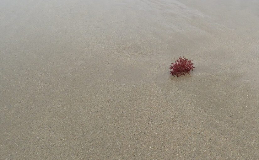 Pink seaweed washed up on empty beach