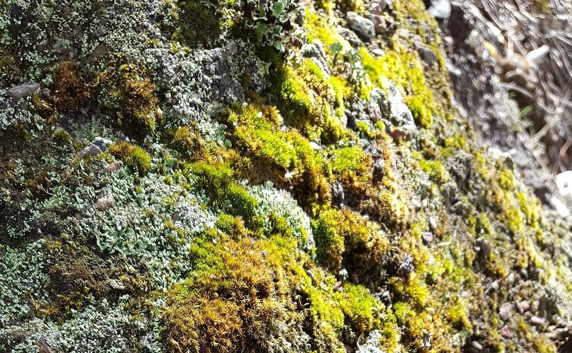 Mosses growing on a rock wall