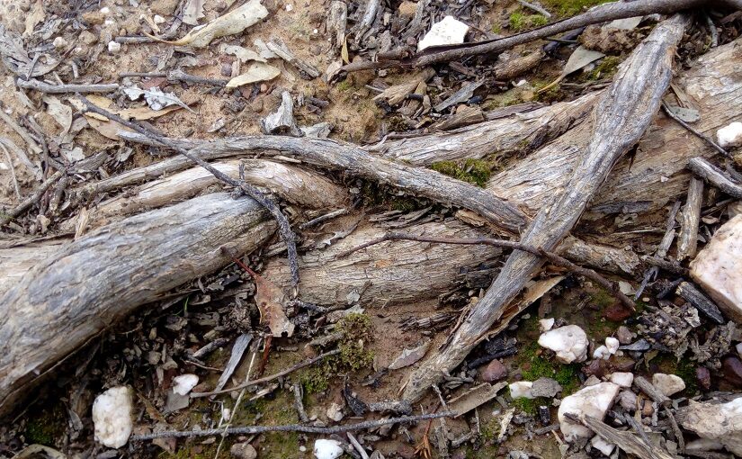 Tree roots twisting together out of the eartg