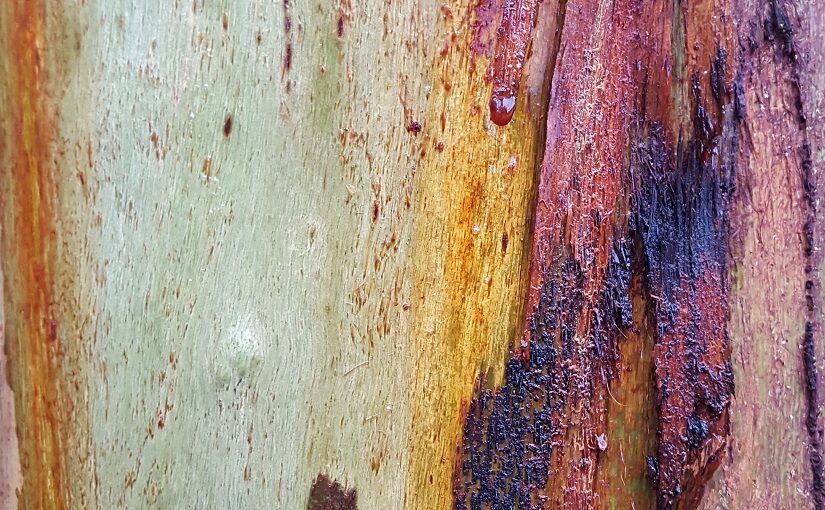 Tree bark showing orange, yellow and pink