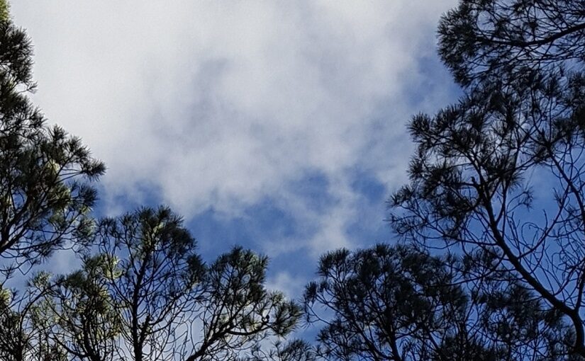Clouded sky through circular gap in tree canopy