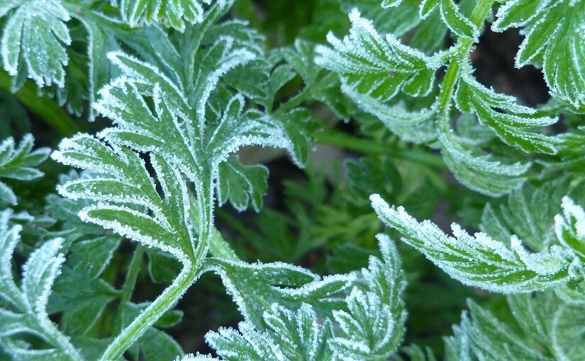 Frosted green leaves curled against each other