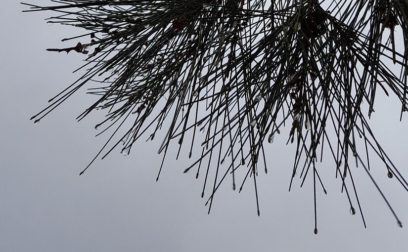 Droplets on Pine needles against grey sky