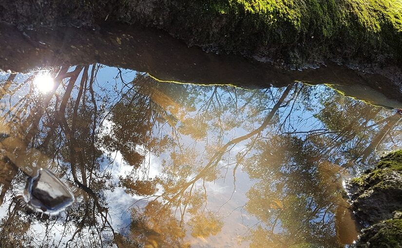 Reflected sky and trees in a murky puddle