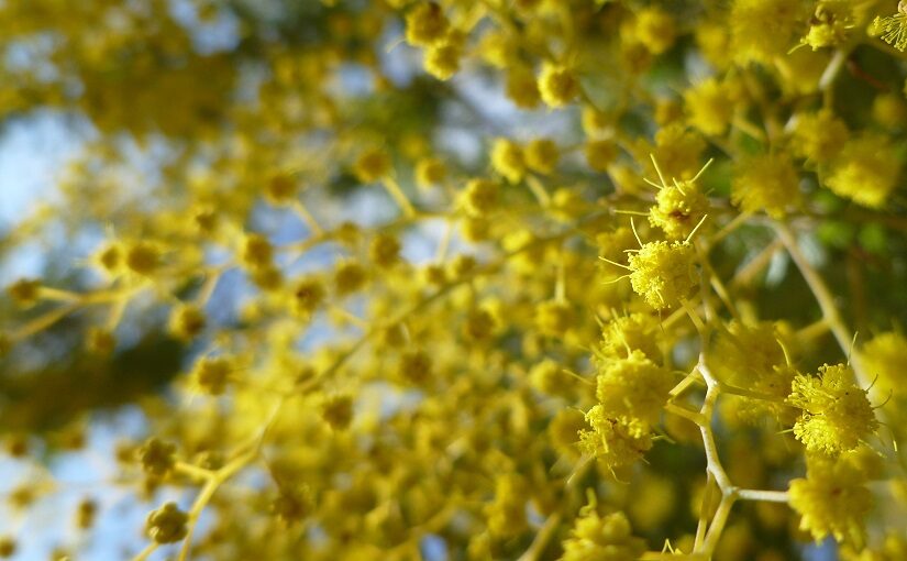 Close up view of yellow Wattle flowers