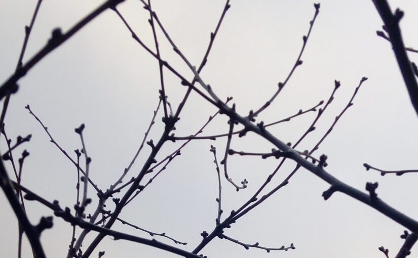 Buds on bare branches against grey sky
