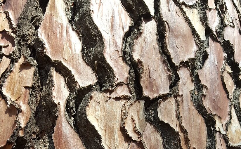 Sunlight on crackled bark of tree