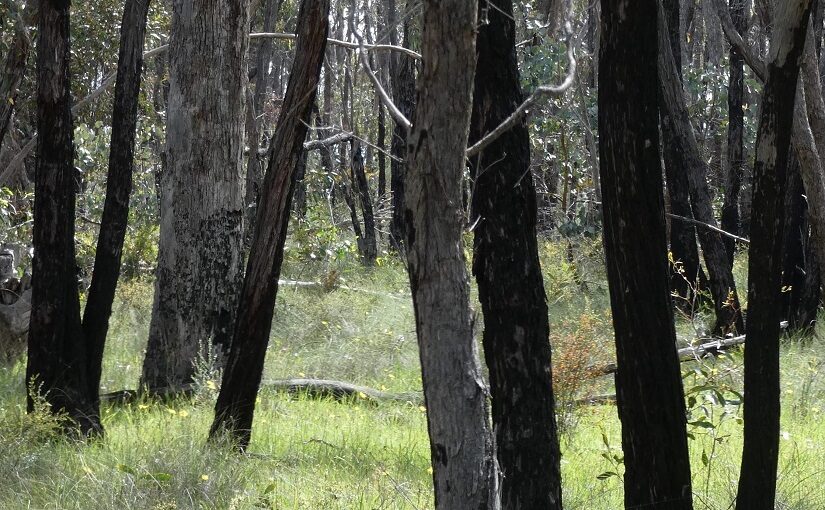 Dark trunks against green grass in a forest