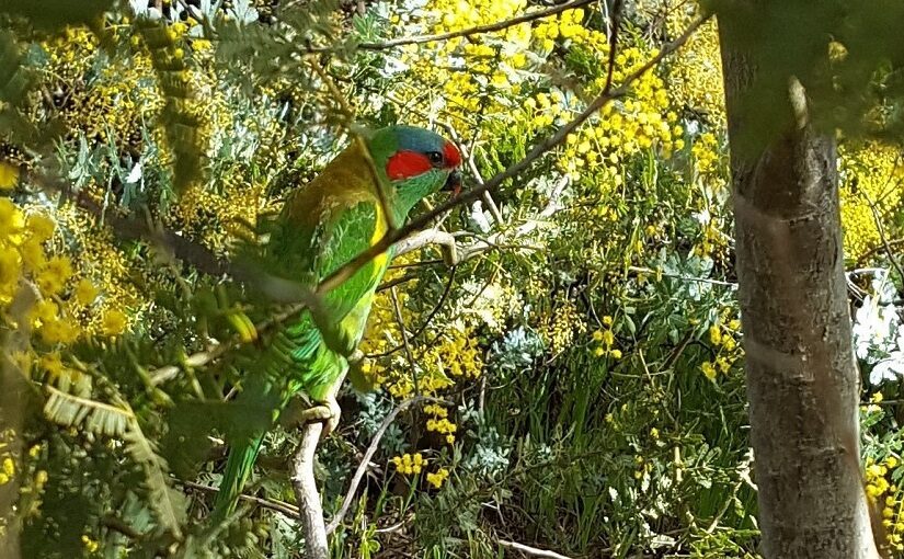 Parrot within colourful foliage