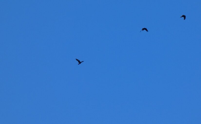Three crows in flight across a blue sky