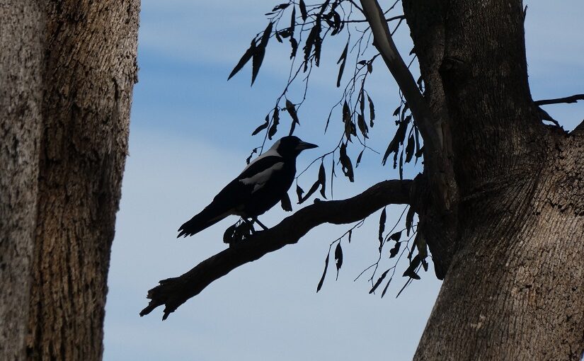 Magpie perching on a broken branch