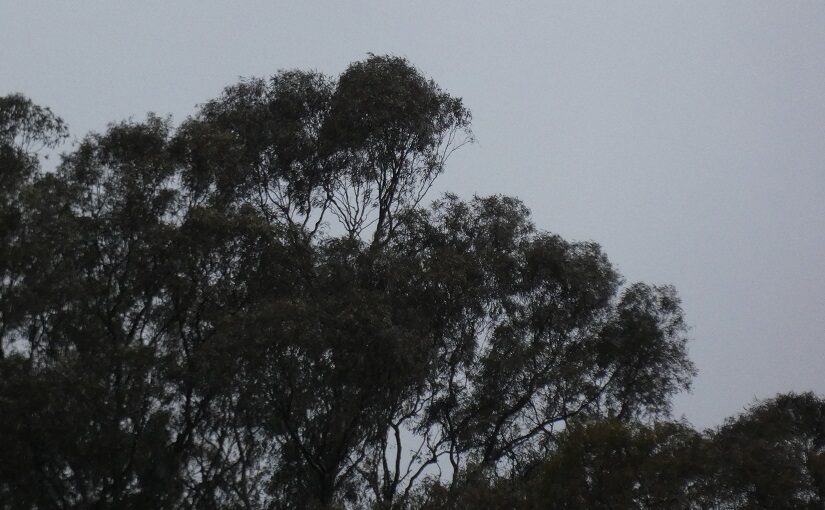 Gum trees standing against rain and wind