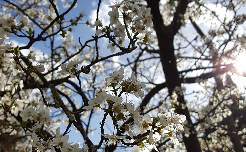 White blossoms and dark wood against Spring sunshine
