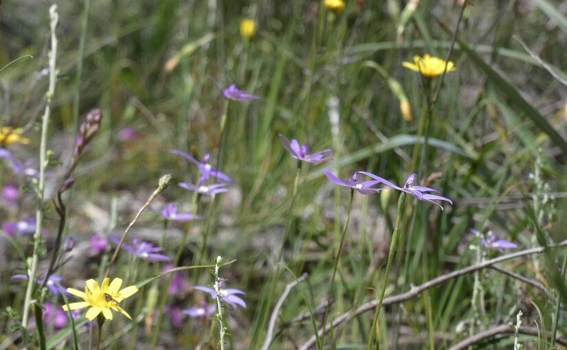 Wildflowers against meadow grasses