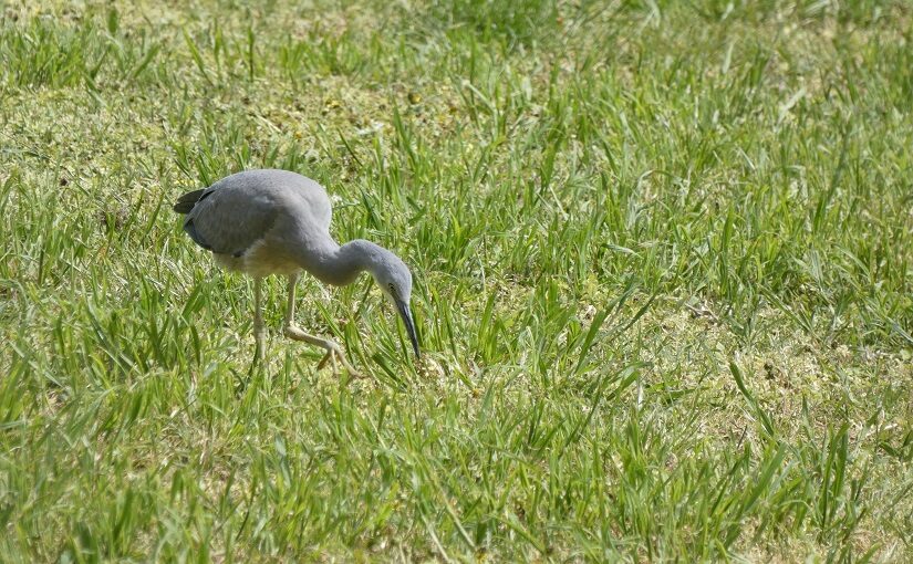 Young heron walking over grass