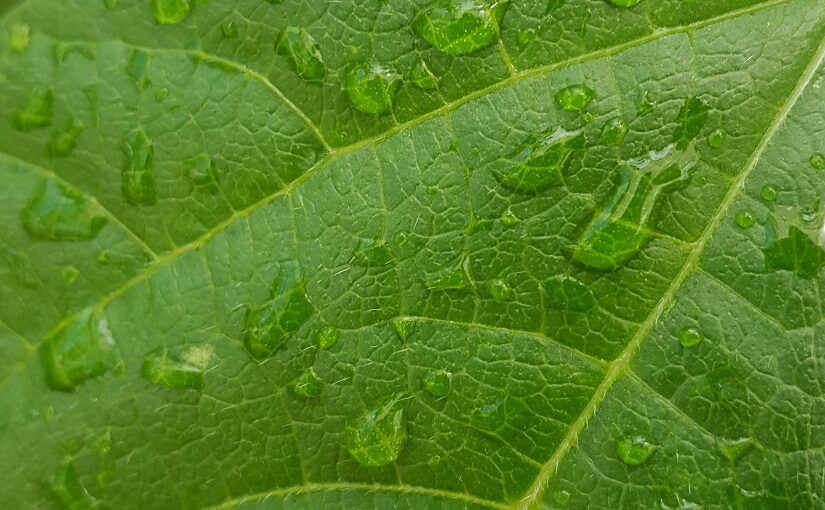 Droplets on a bright green leaf