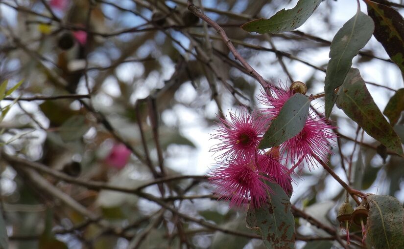 Pink flowers set against branches of a Gum tree