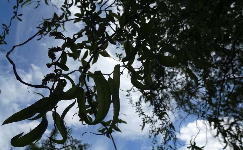 Willow leaves curving against blue sky